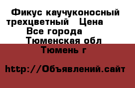 Фикус каучуконосный трехцветный › Цена ­ 500 - Все города  »    . Тюменская обл.,Тюмень г.